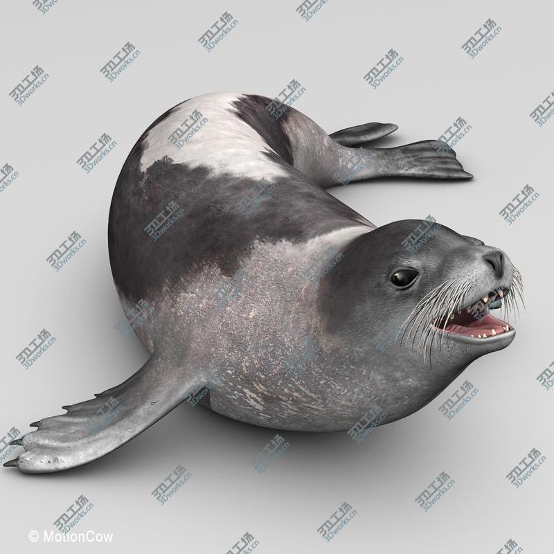 images/goods_img/202104094/Harp Seal  Adult/5.jpg